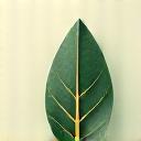 Logo stylisé d'une feuille et d'un élément scientifique, symbolisant une marque forte